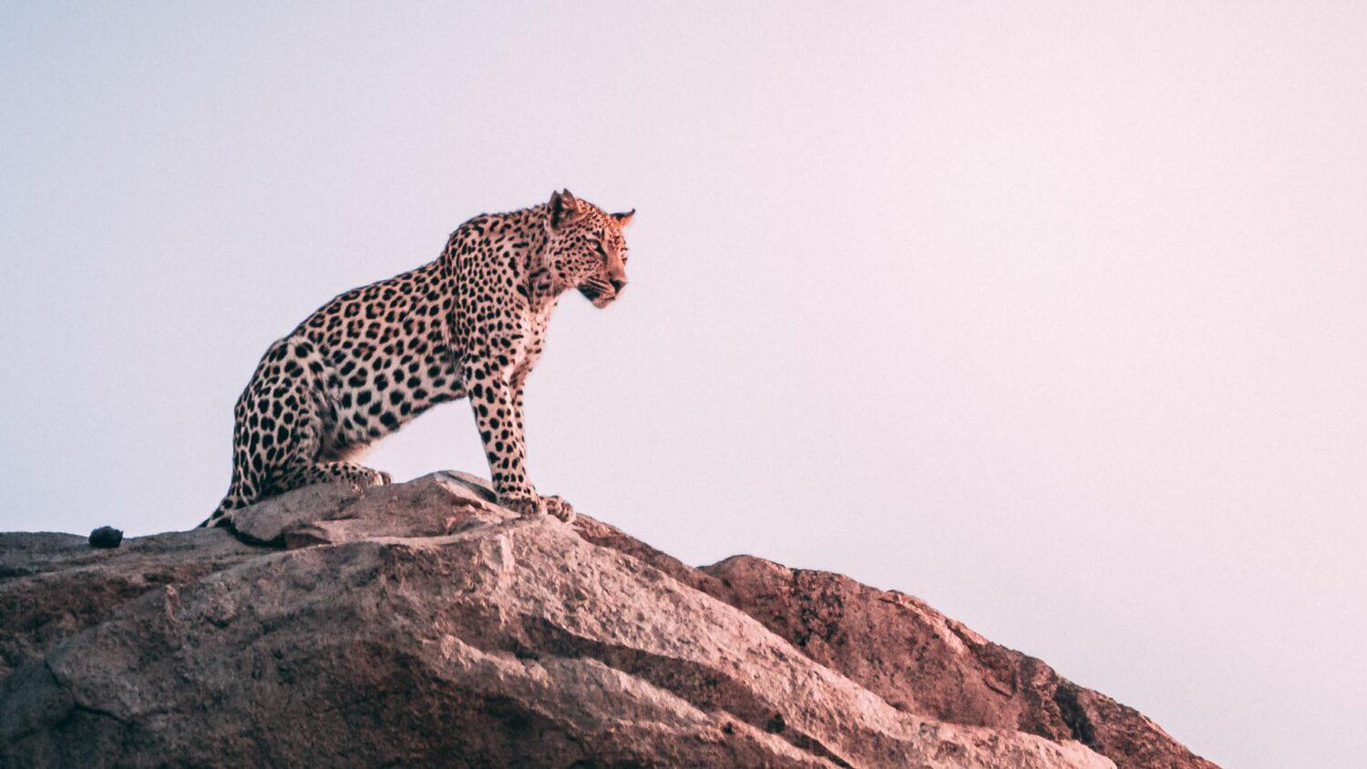 A Boh stvoril zvieratá…